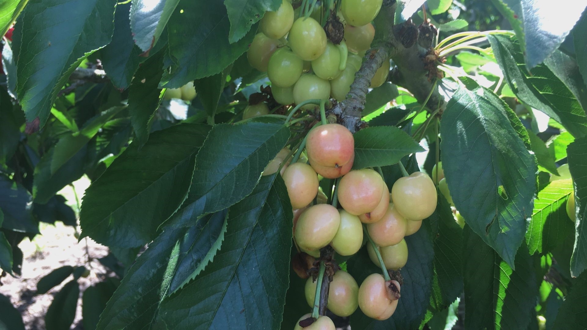 The cherries in Linden and Lodi are nearly ready for harvest, but some wet weather in the forecast could be harmful to the popular fruit.