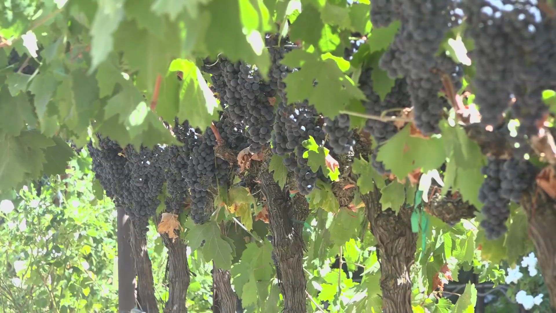 Winegrape growers face challenges amid new harvest season