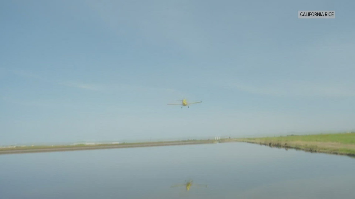 Rice planted by plane as California's season gets underway