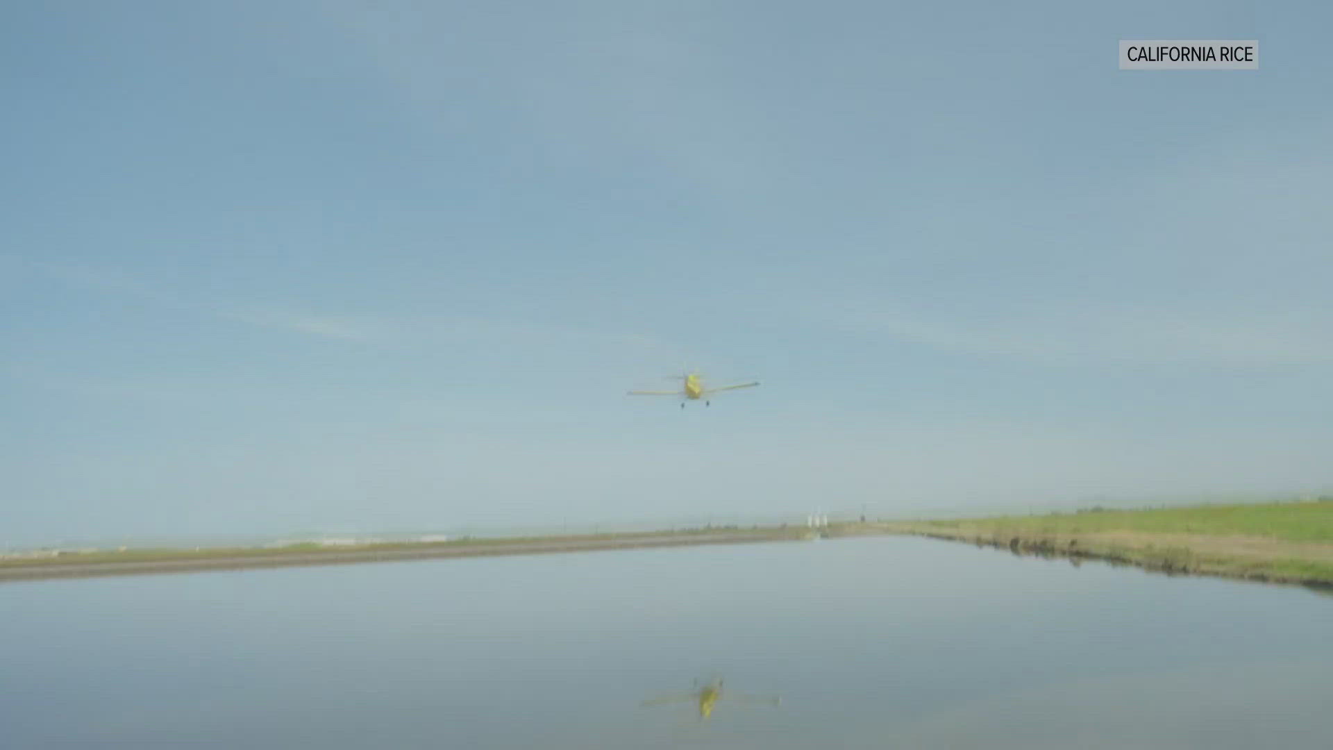 Planes flying at 100 mph drop rice seeds into fields flooded with about five inches of water, planting the years crop.