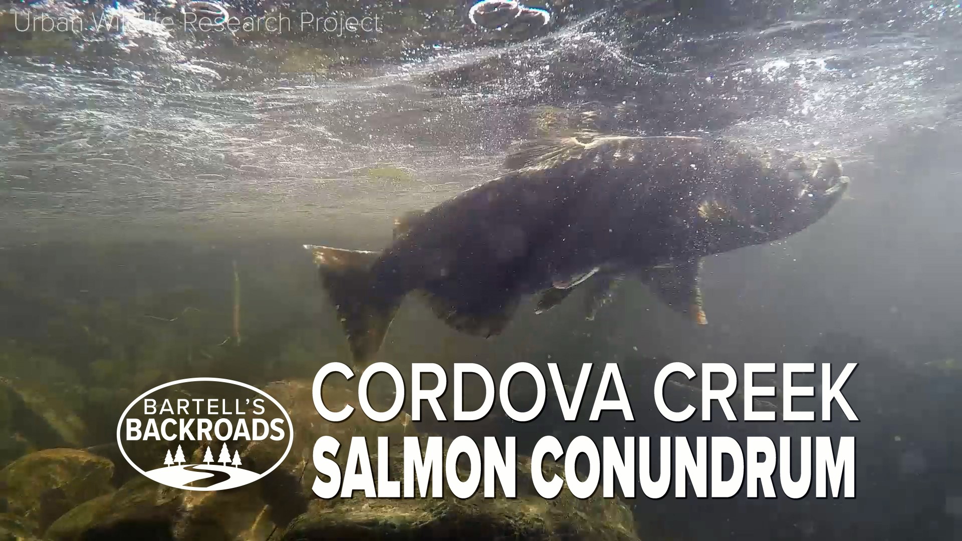 A restoration project has brought wildlife back to Cordova Creek, even salmon looking to spawn.