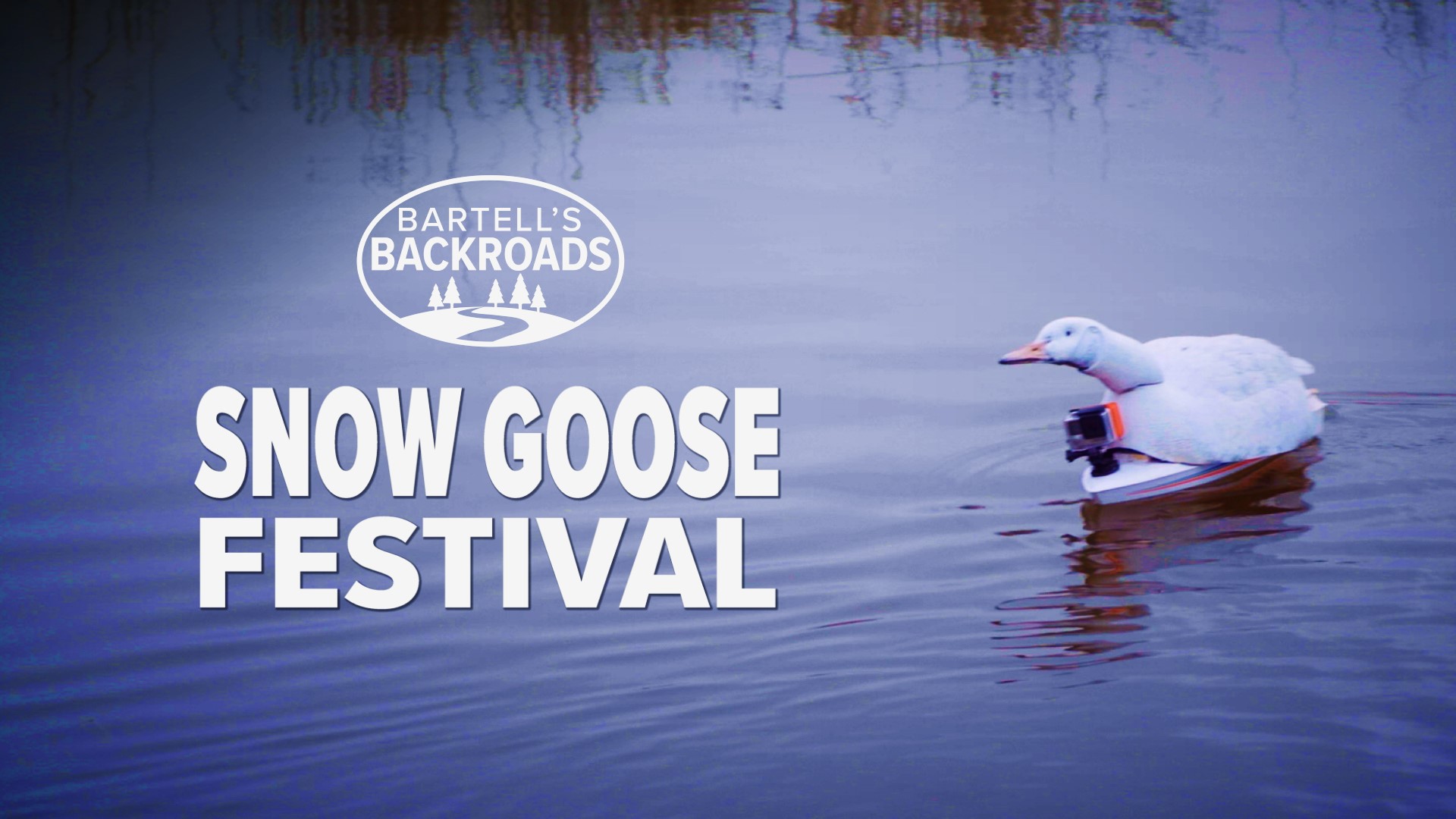 Bird watchers are flocking to the Snow Goose Festival of the Pacific Flyway to see some of the estimated five million geese that will make the Sacramento Valley their winter home. Armed with a homemade "Goose Cam," John Bartell tries his hand at nature photography with fairly tragic results.