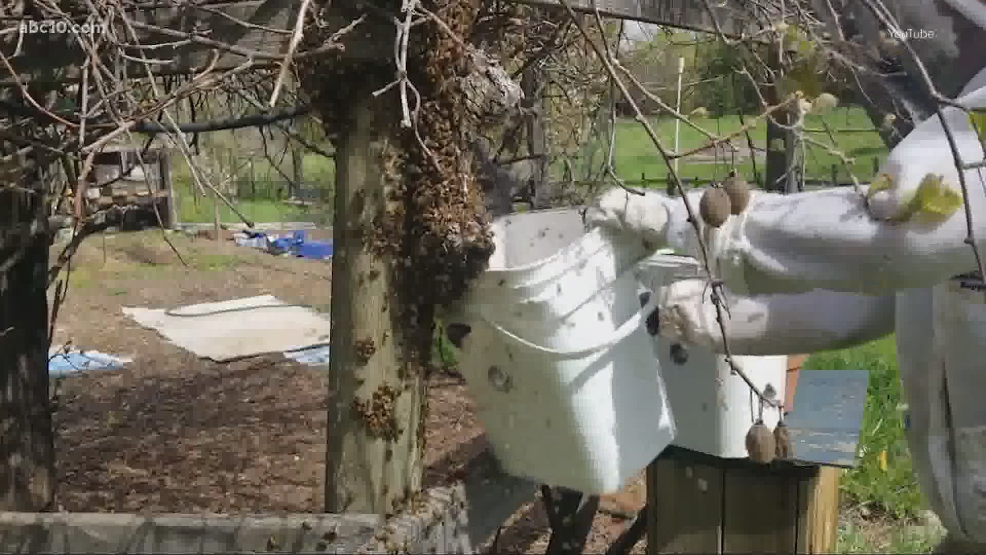 Daniel Schonthole runs Blue Green Horizons, a free honeybee removal and relocation service. He’s often called out to deal with swarms.