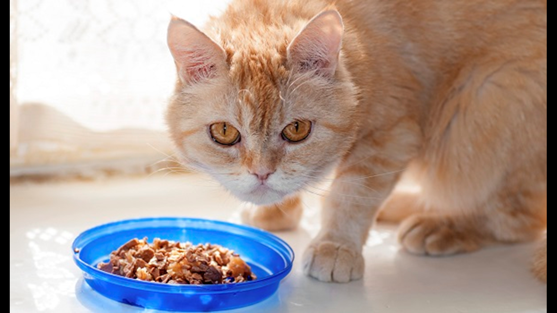 Bradshaw Animal Shelter in 'desperate need' of cat food