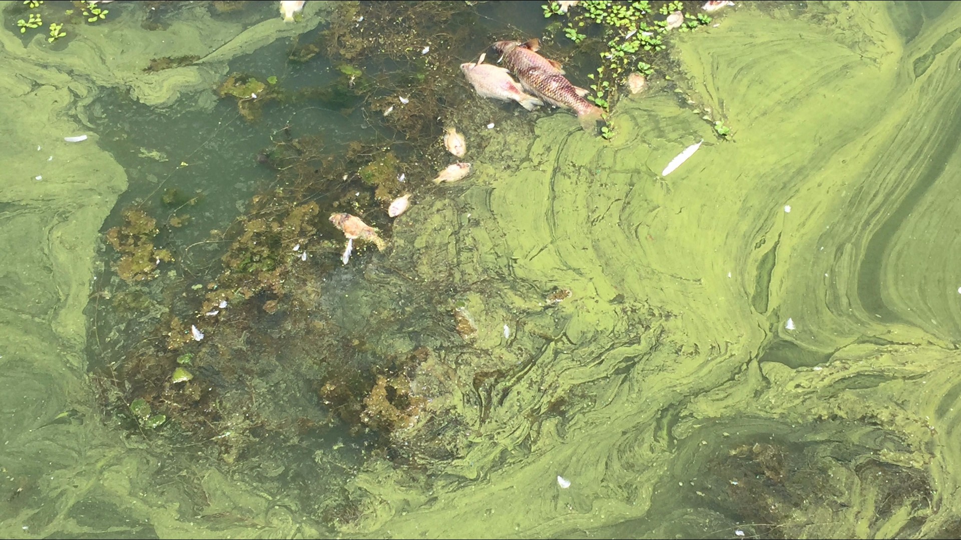 Labor Day weekend is an opportunity for many people to take advantage of local lakes and rivers. This year, however, the recreation is coming with a warning. California Parks & Rec is telling people about the possibility of cyanobacteria, also called blue-green algae.