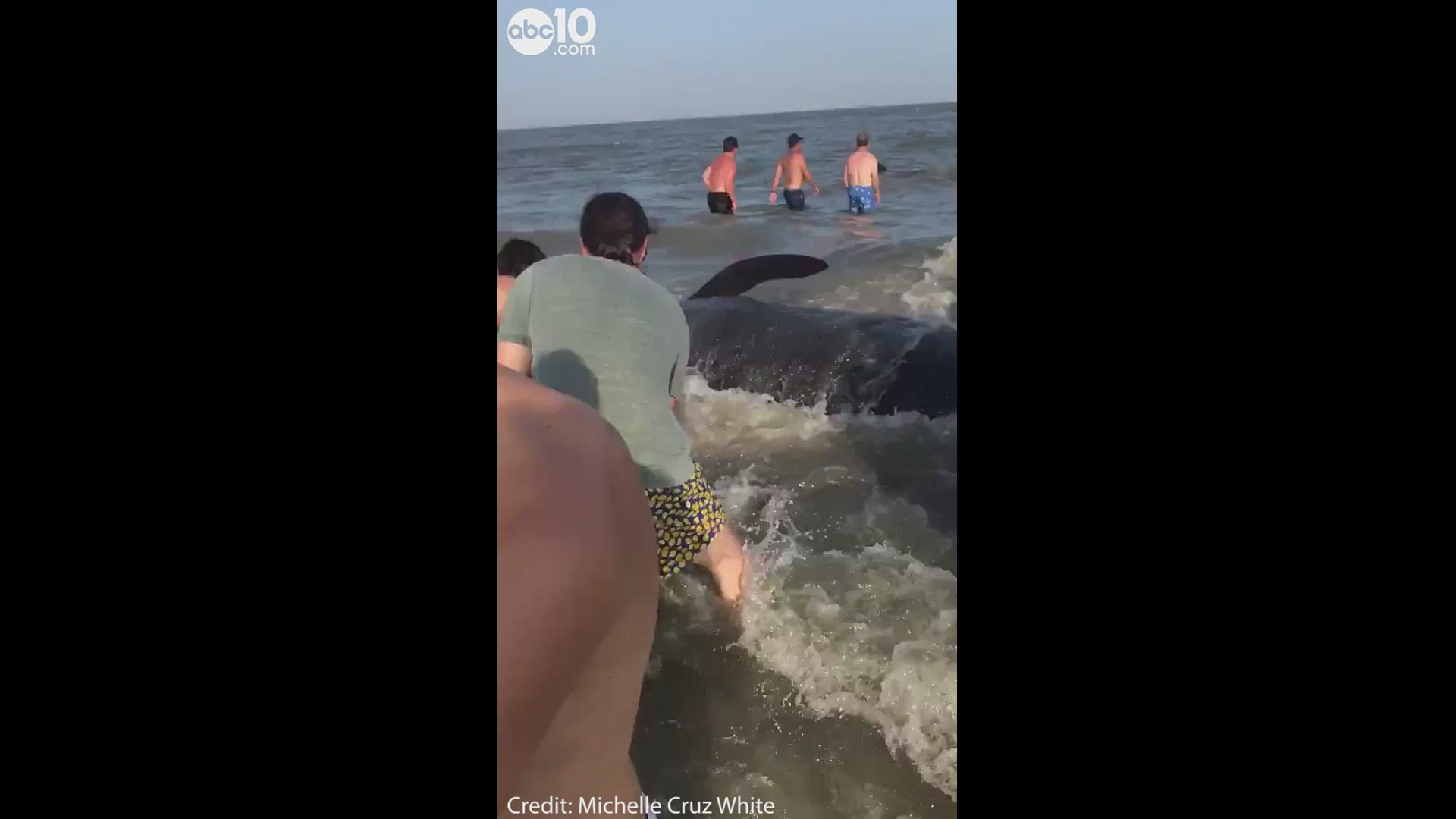 Multiple whales wash up on shore, beachgoers try to help