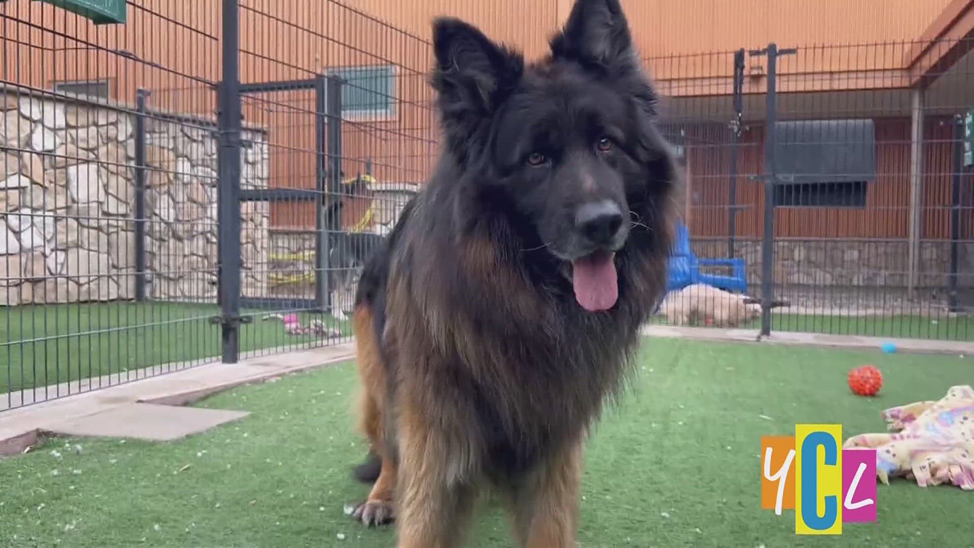 Meet Grigory, a playful 7-year-old German Shepherd at Bradshaw Animal Shelter! He’s ready to join your family—come meet him today!