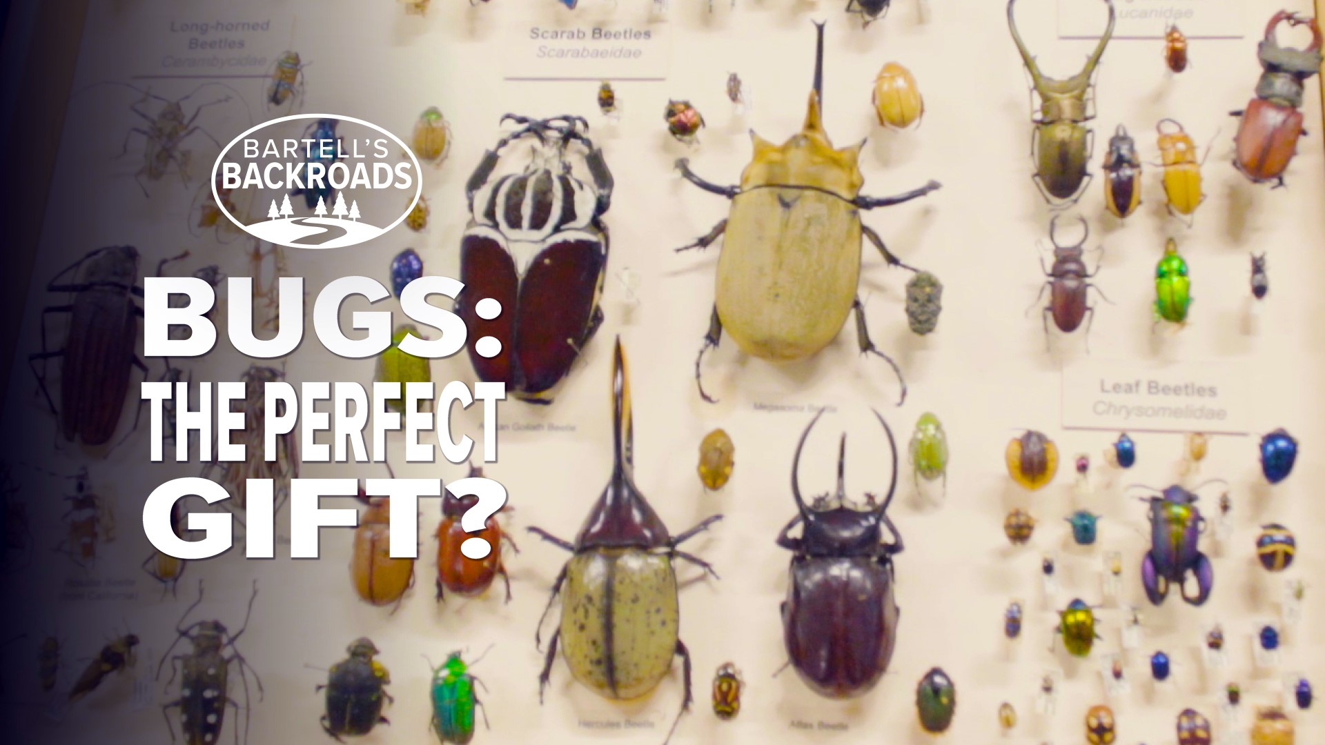Looking for a gift that will last for all eternity? The Bohart Museum of Entomology at UC Davis will help you give a species of insect its permanent, scientific name. John Bartell hit the backroads to get the creepy-crawly details.