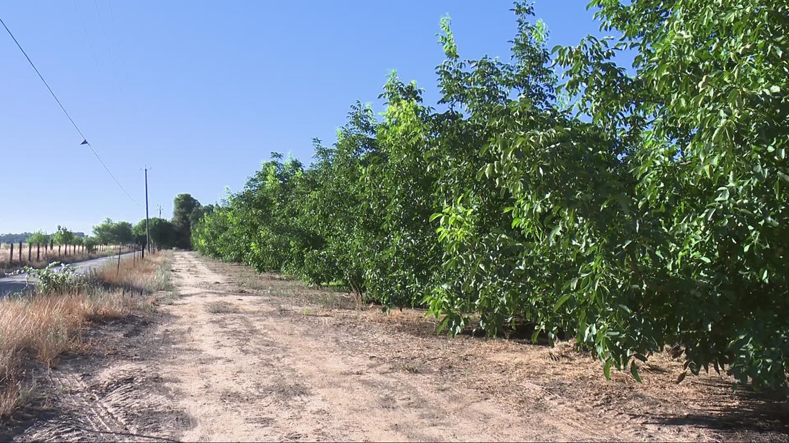 California's farmers are worried about inflation - Vimarsana News