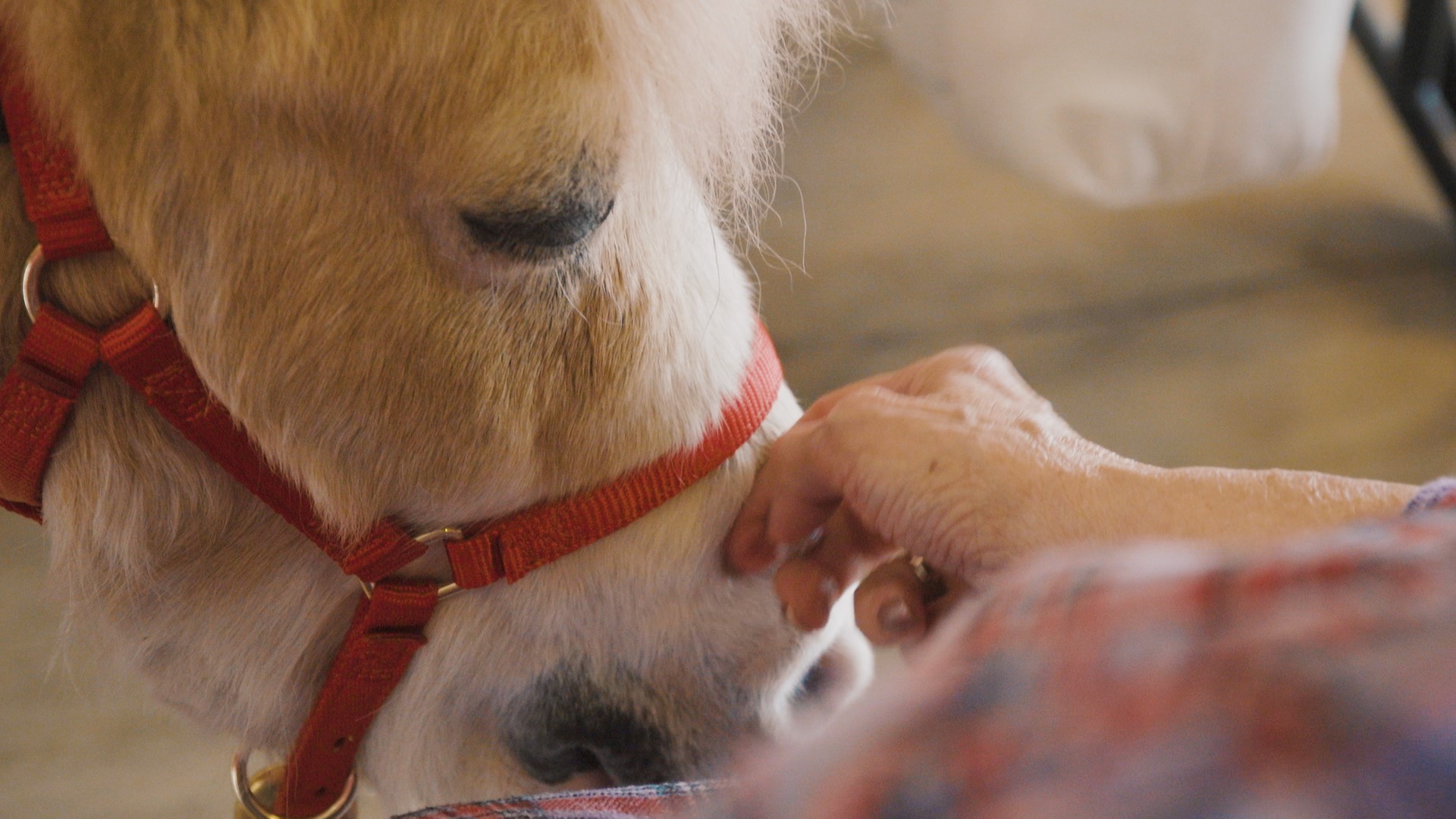 Alicia Blackwood visits retirement facilities with her miniature therapy horse in tow.