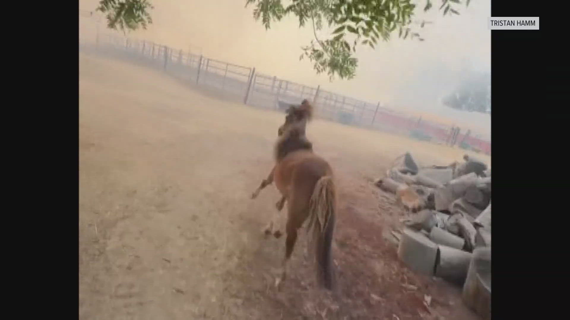 ​While the blaze didn't reach the barn, gusty winds and dead grass had good Samaritans helped 30 horses get out of the smoke.