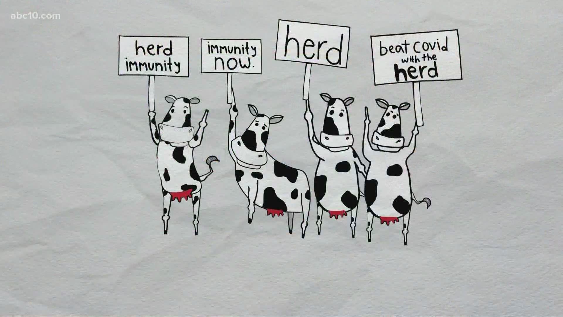 Cartoon: learn the true story of how we figured out herd immunity |  