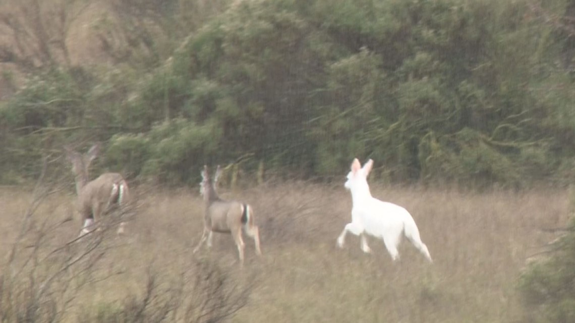 Flooding forces rare deer into public's eye