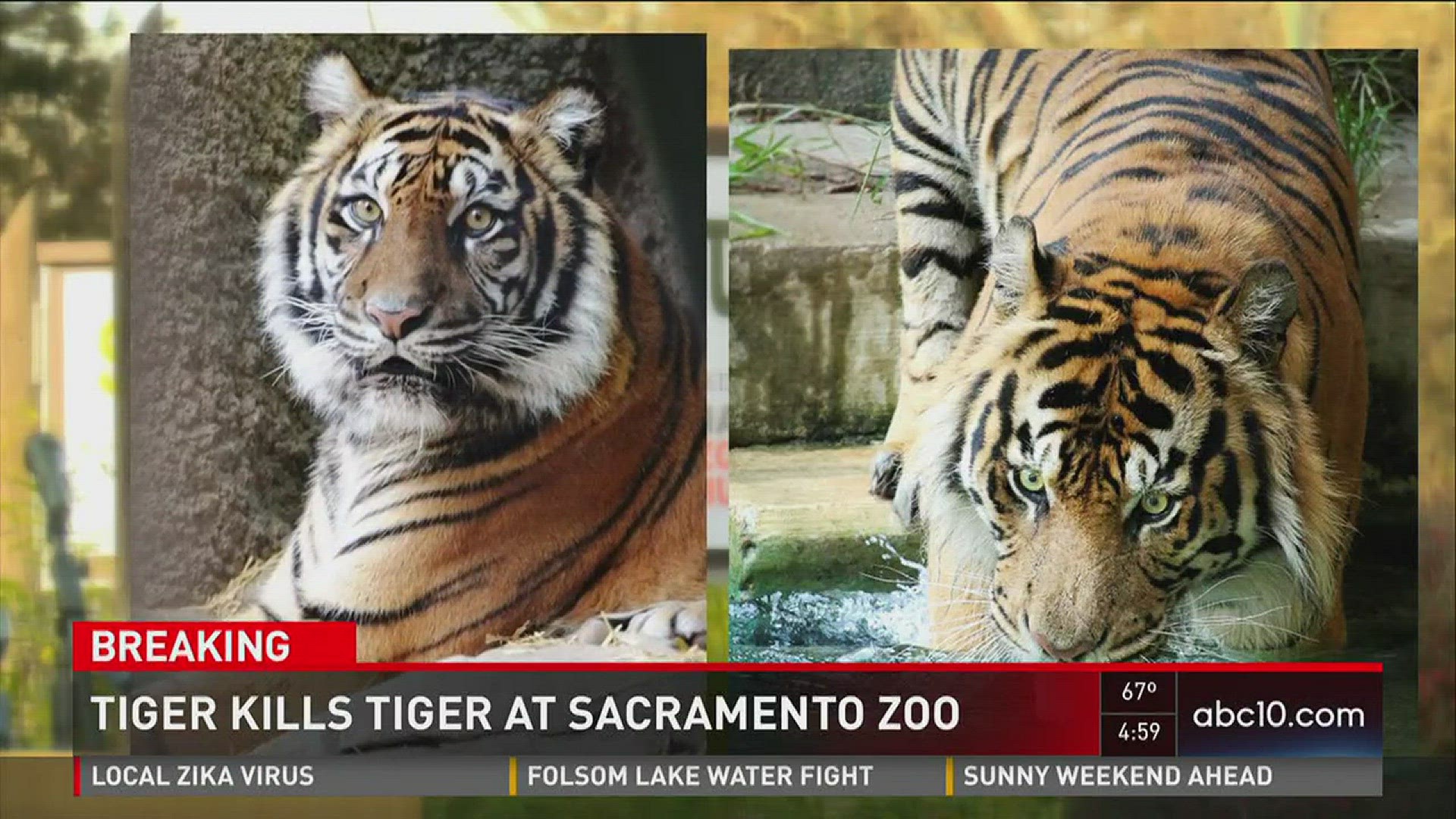 A tiger, brought to breed at the Sacramento Zoo, killed his mate. Feb. 10, 2016