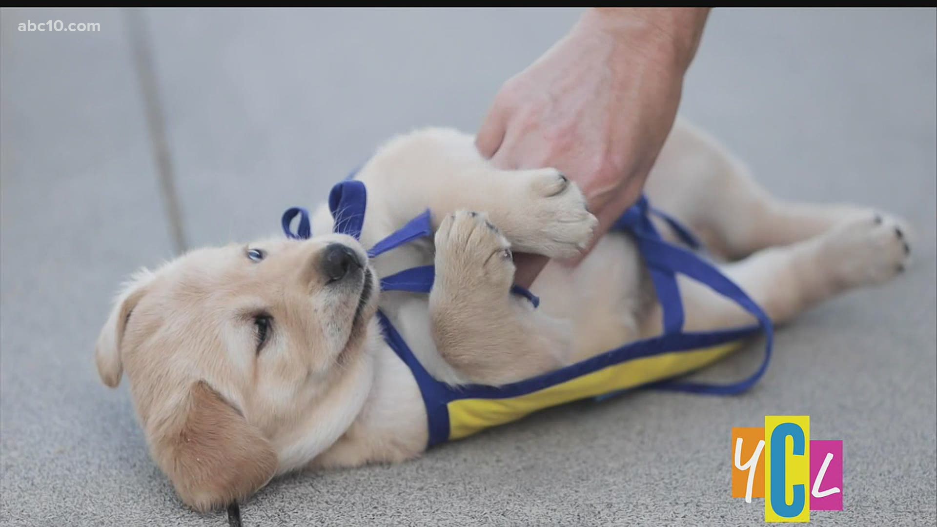 It's #NationalDogDay and we ❤️ Pups in the Park! Especially the ones with  #natitude⚾️ 🐶