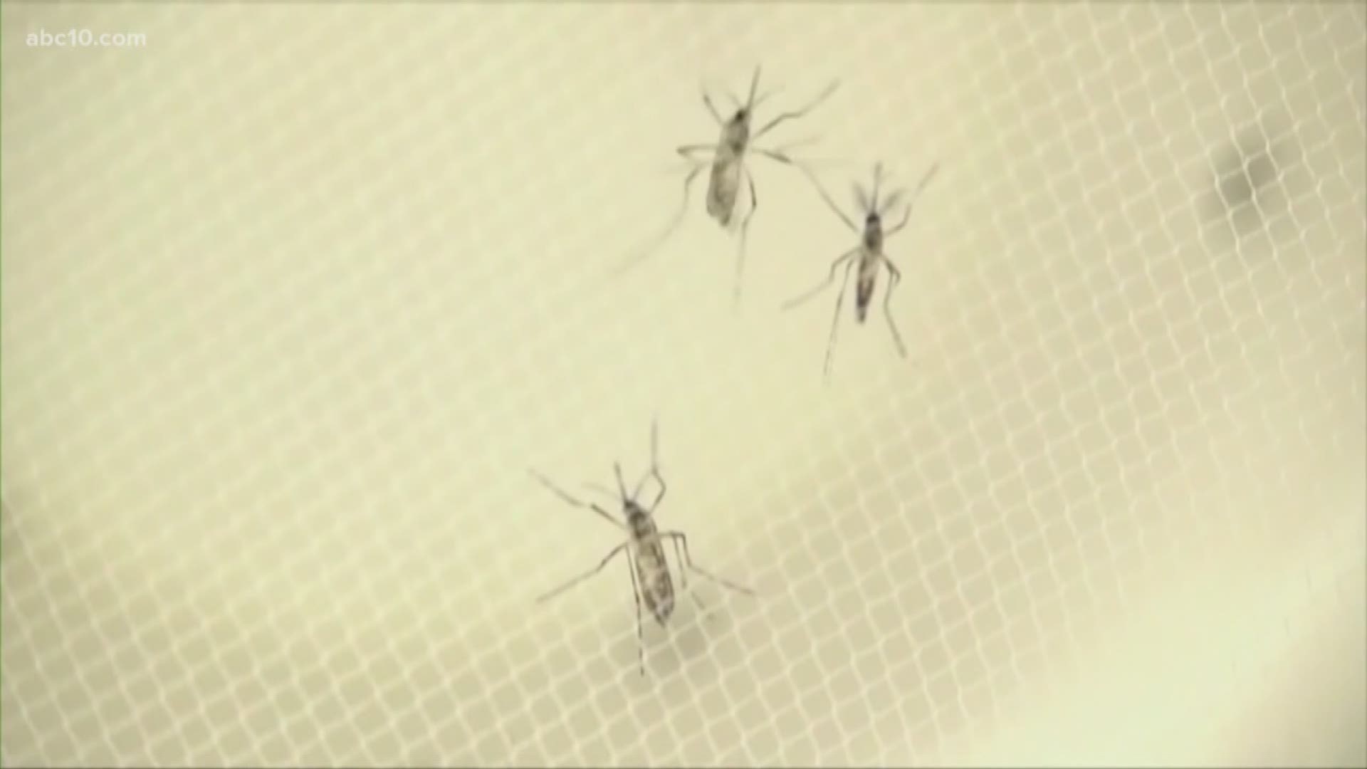 yellow-fever-mosquitoes-found-in-citrus-heights-placer-county-abc10