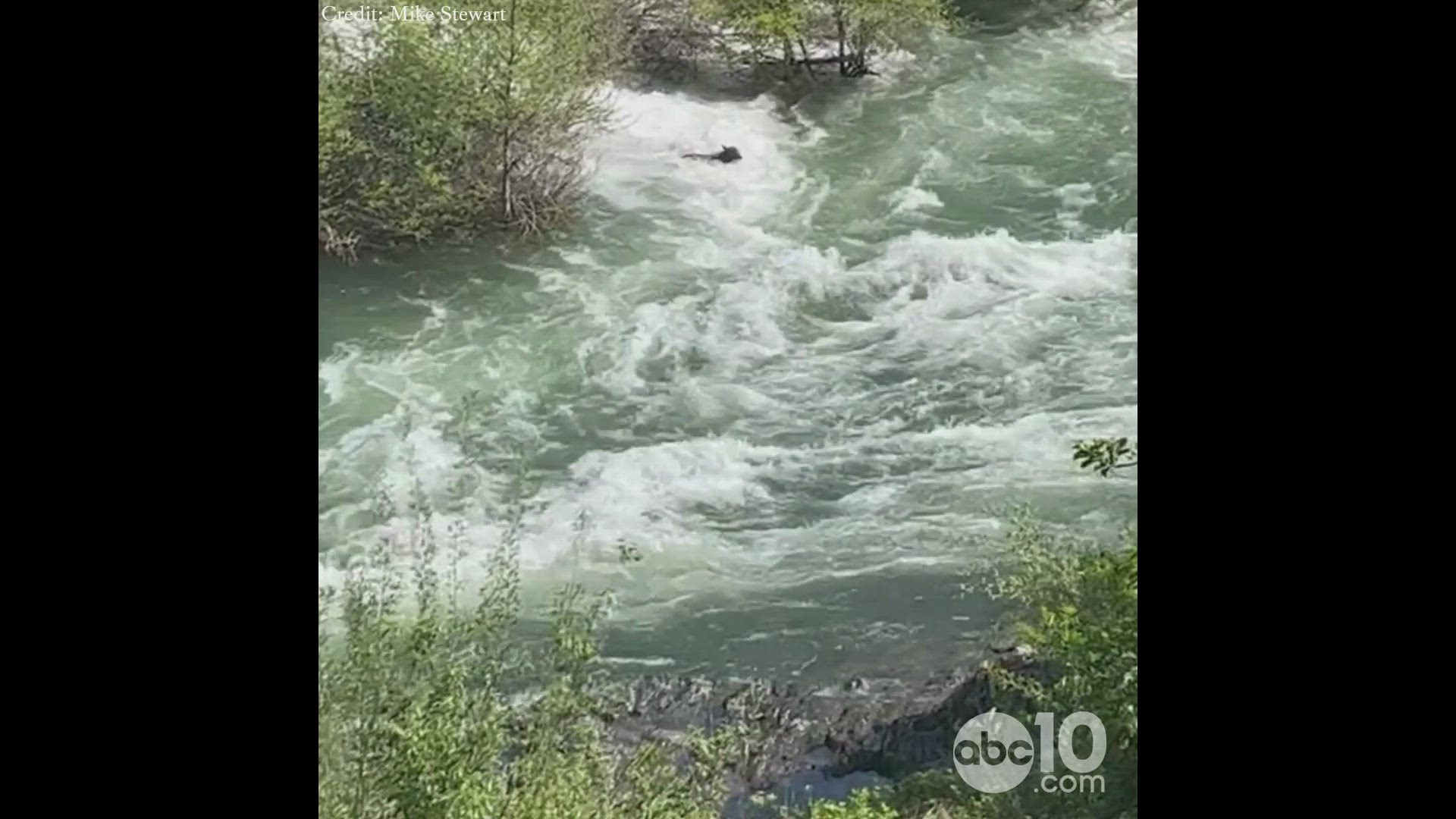 The Washington Volunteer Fire Department Chief in Nevada County says the bear survived, but its highly unlikely a person would have been able to.