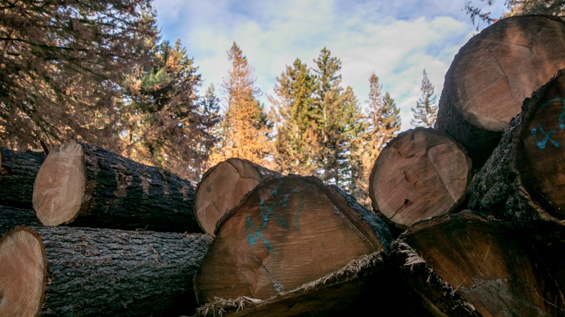 PG&E’s toppling of trees creates new hazards | abc10.com