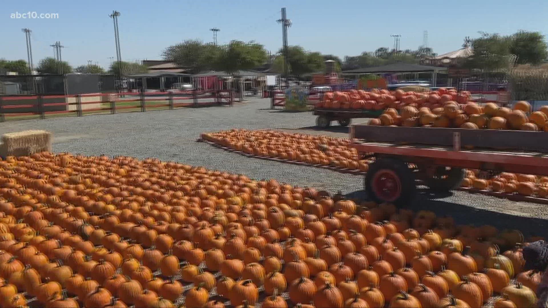 Dell'Osso Family Farm reopens for fall season 