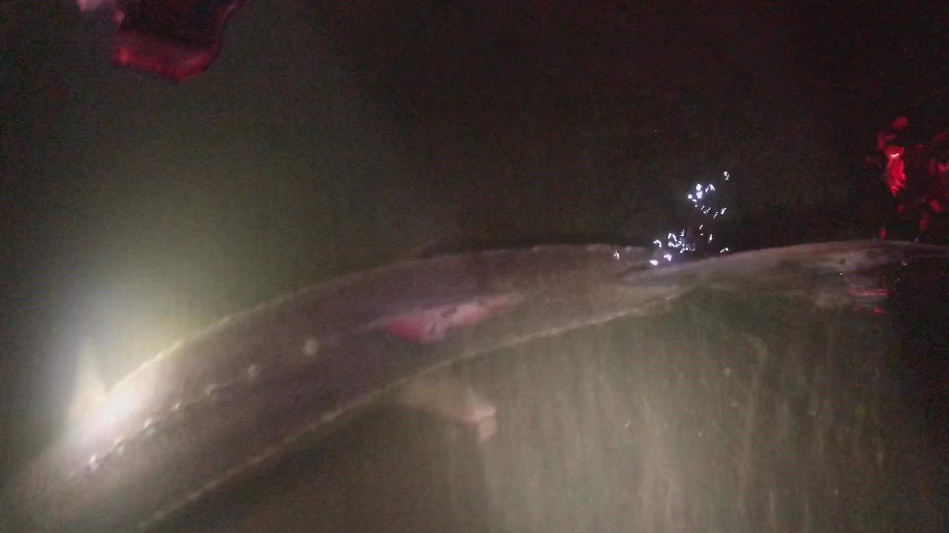 California Department of Fish and Wildlife release a white sturgeon found with an alleged poacher in March 2022. (CDFW video)