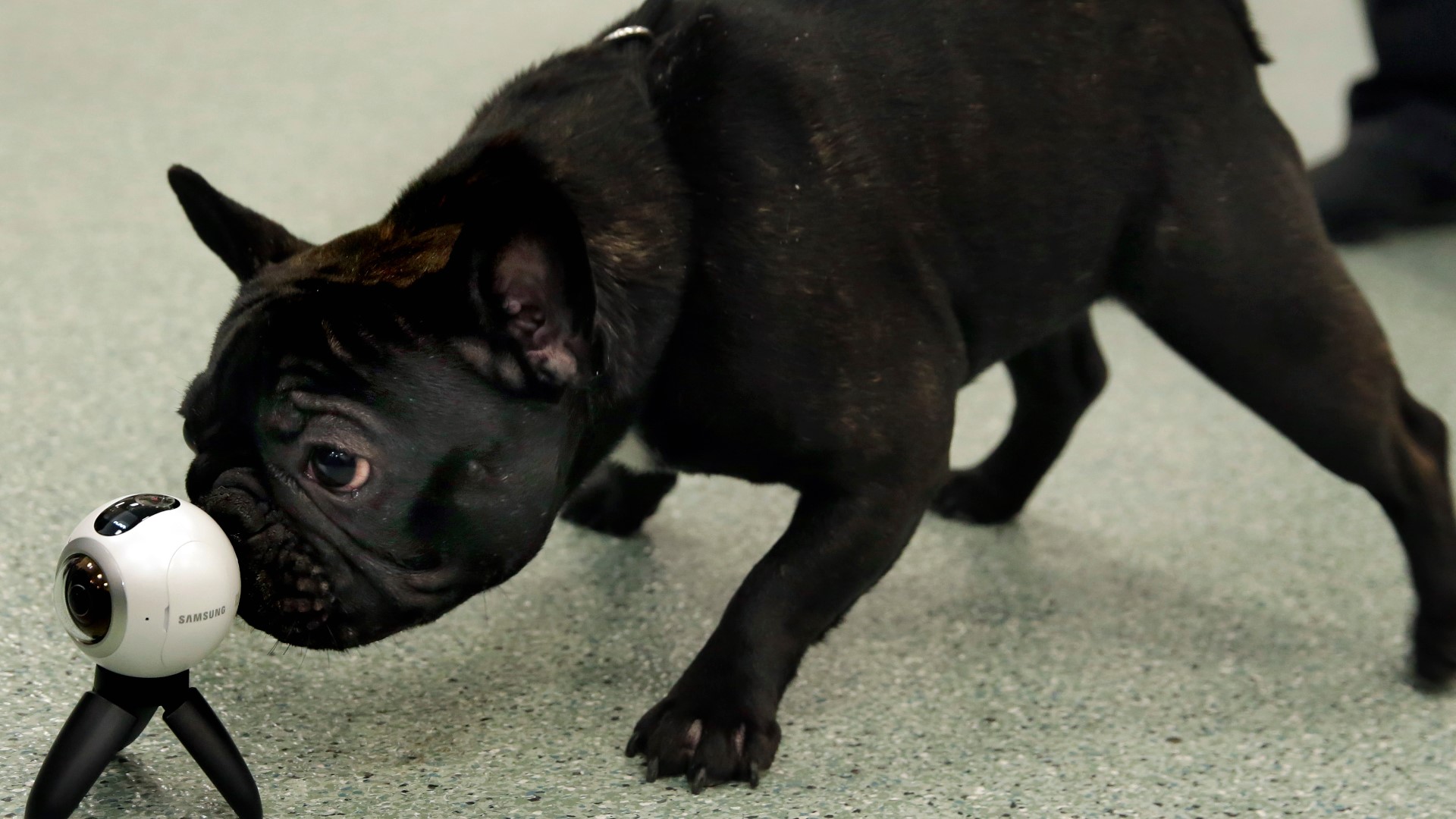 How Does A Dog Protect Itself