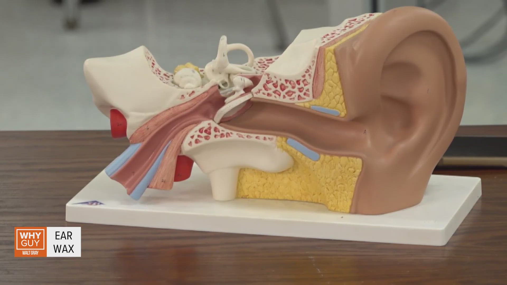 ABC10's Walt Gray takes a look at where ear wax comes from.