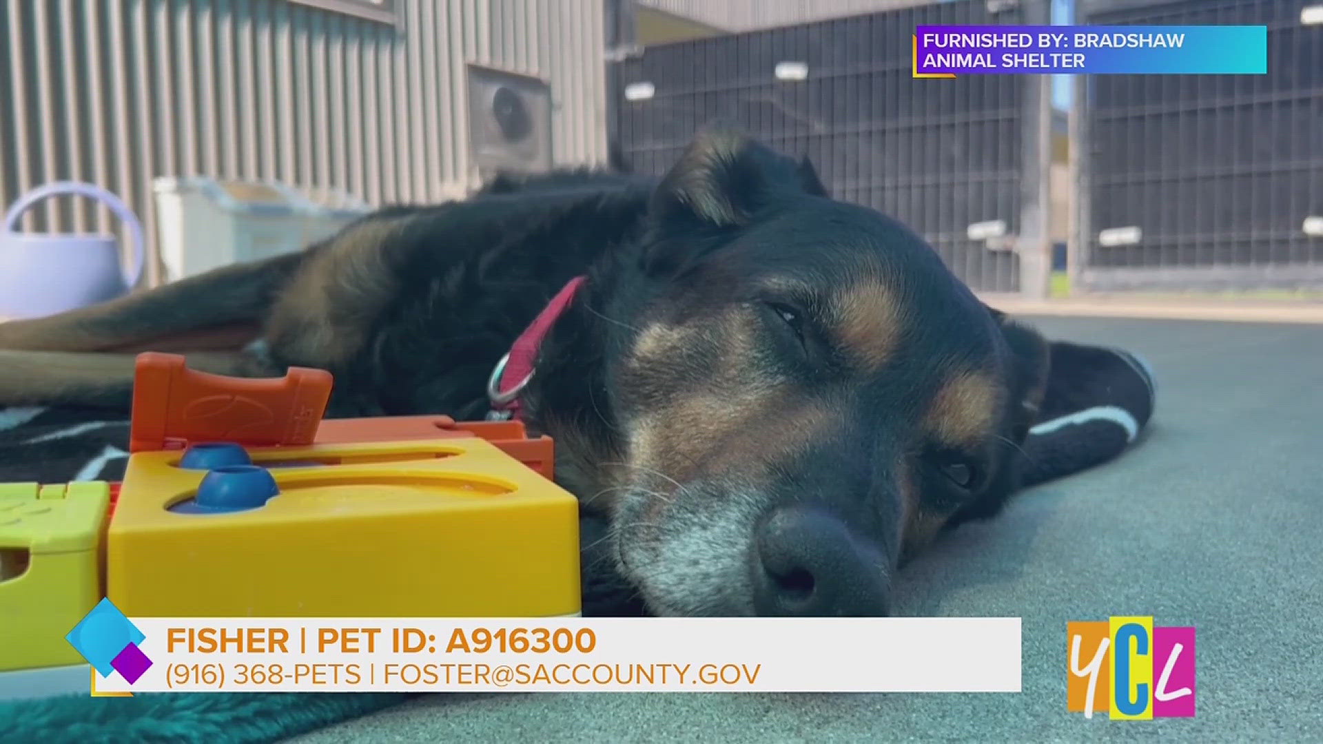 *＊*Kathy Hagerman ❧SIENNA❦ ゴールデンレトリバー*＊* This Gentle German Shepherd Is Ready for a Forever Home | abc10.com