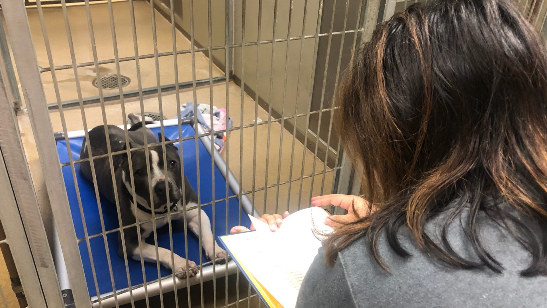 Instead of lighting off fireworks or grilling outside, many people spent their 4th of July evening comforting the shelter dogs at the Bradshaw Animal Shelter for a program that shelter is calling a huge success.