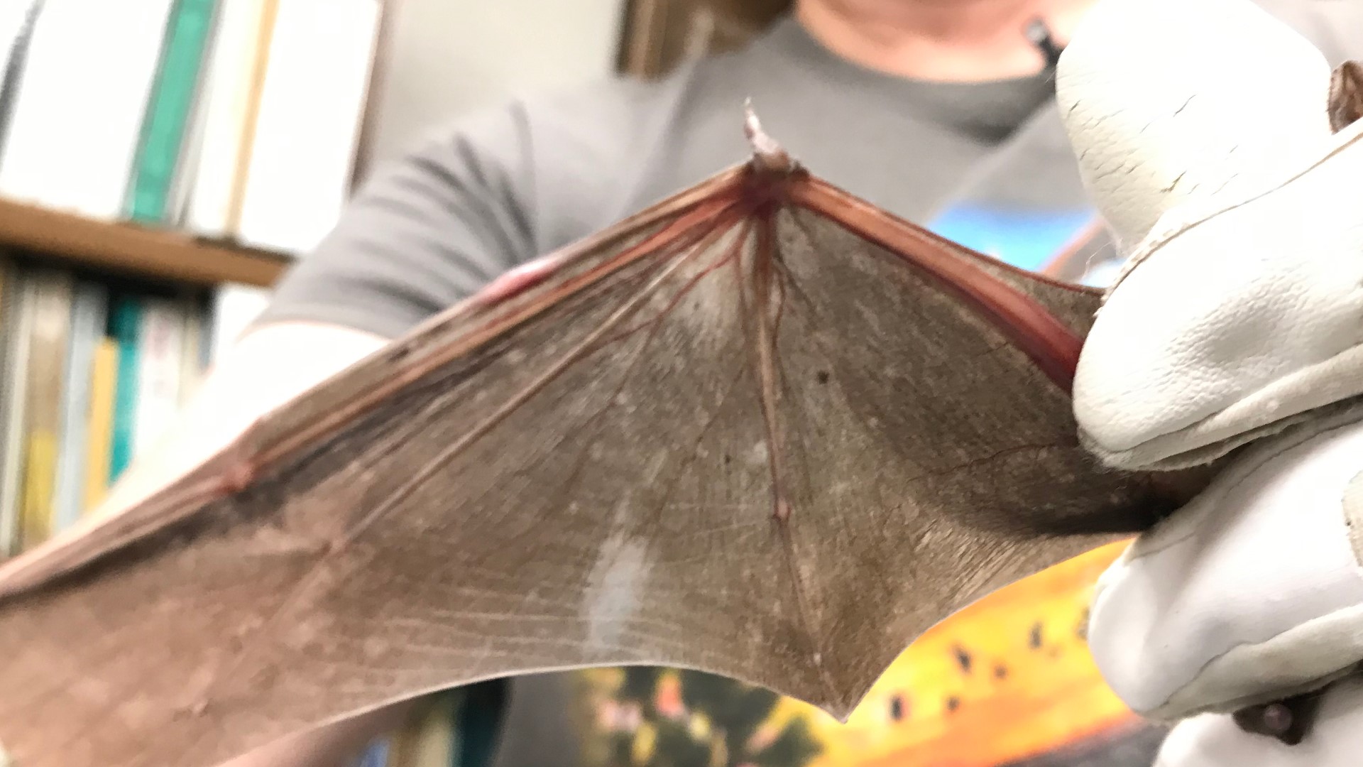 Hundreds flock to see migratory bats under I80 Causeway