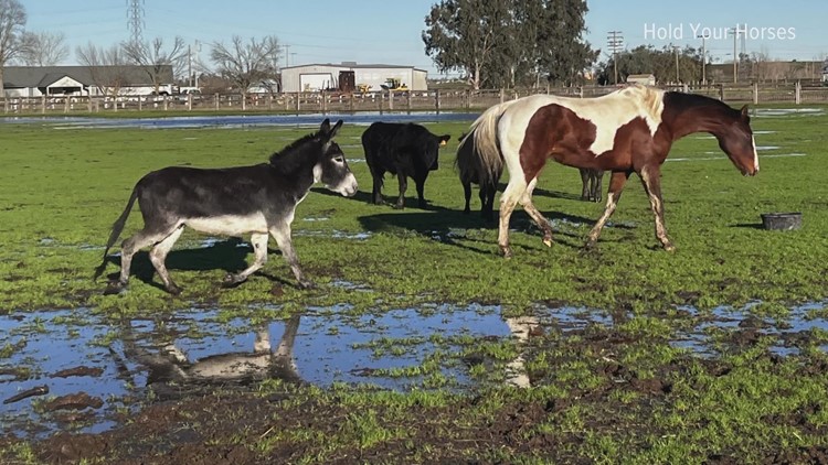 Northern California storm wreaks havoc for ranchers and livestock