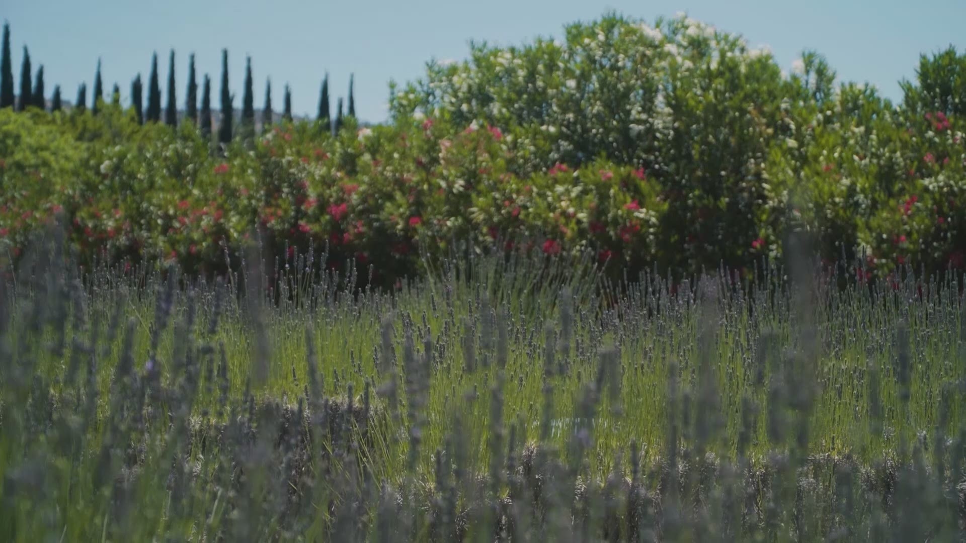 What does it take to harvest a field of lavender? John Bartell finds out.