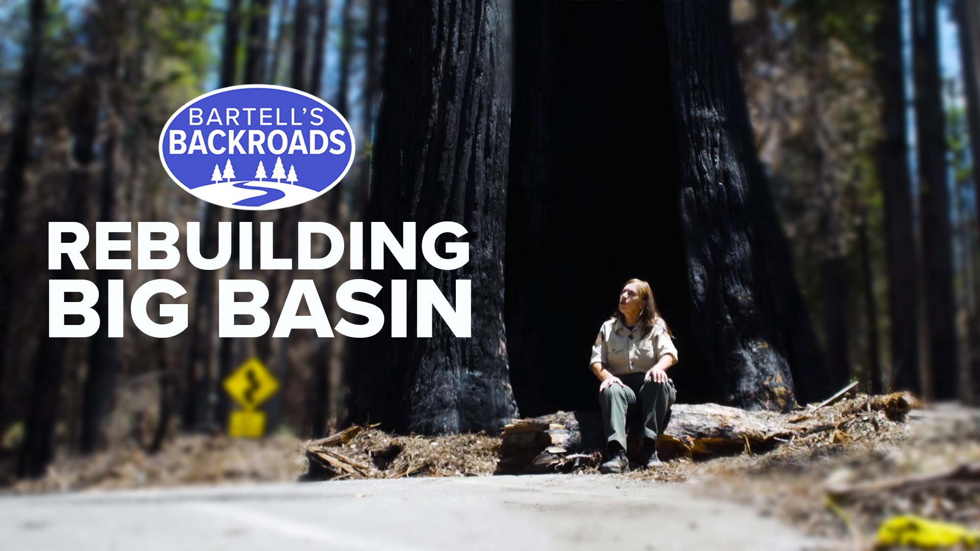 Redwoods are resilient, and though we may not see it in our lifetime, Big Basin will bounce back.