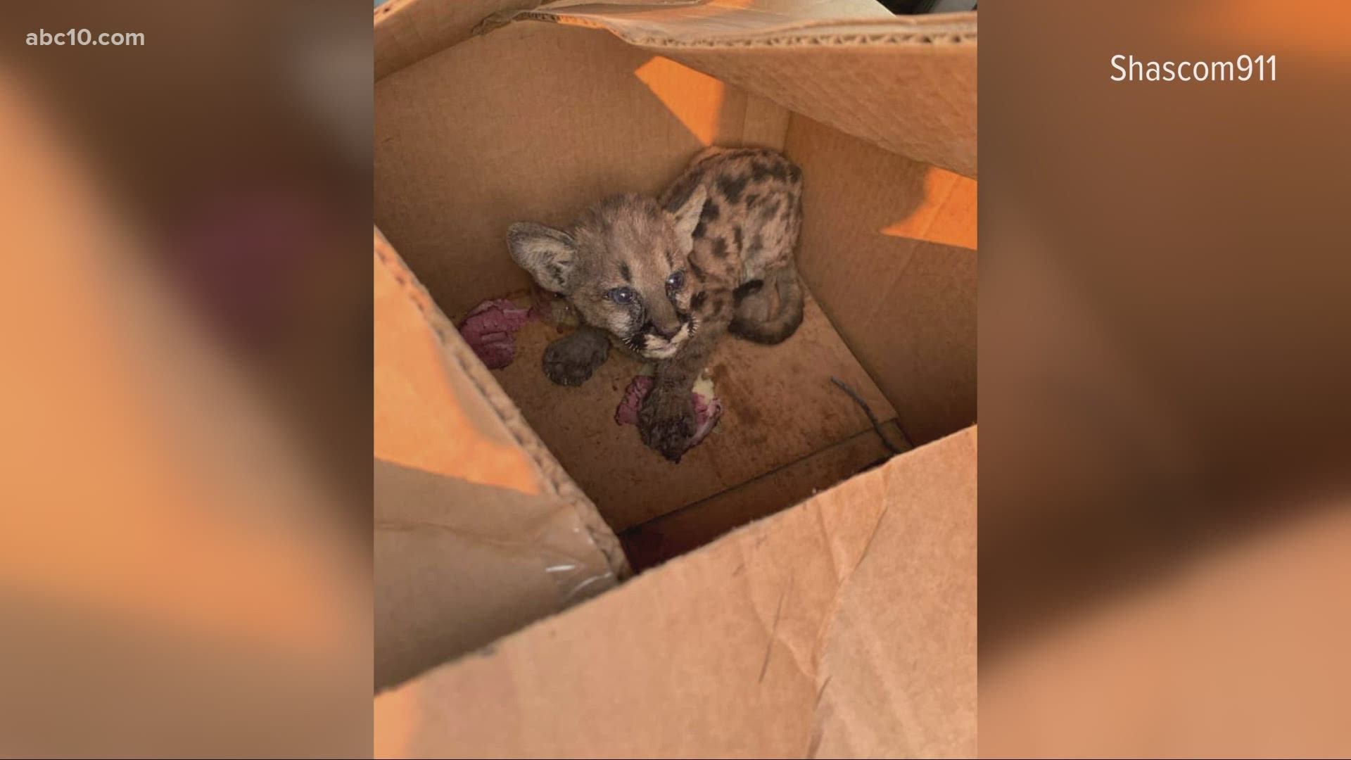 Firefighter rescues mountain lion cub from the Zogg Fire in Shashta County.