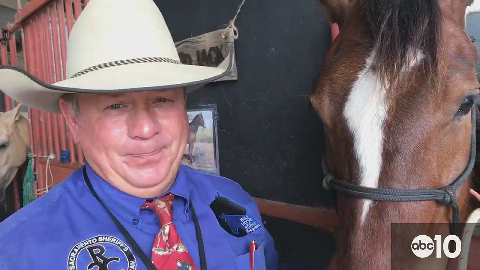 Five inmate trained horses are up for adoption in the Wild Horse Program, a collaboration between the Bureau of Land Management and the Sacramento County Sheriff's Department..