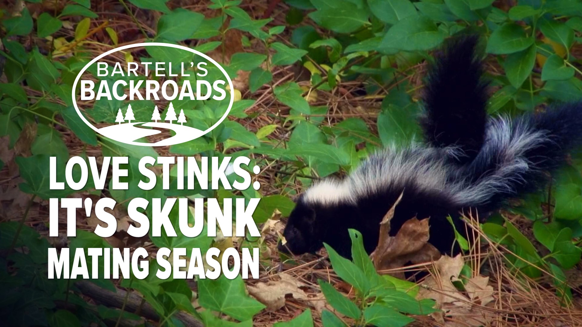 Just in time for Valentine's Day, John Bartell breaks out the "Skunk Cam" and gets a whiff of what happens when the little critters start to swipe right. Find out what to do if your house becomes a skunk love nest.