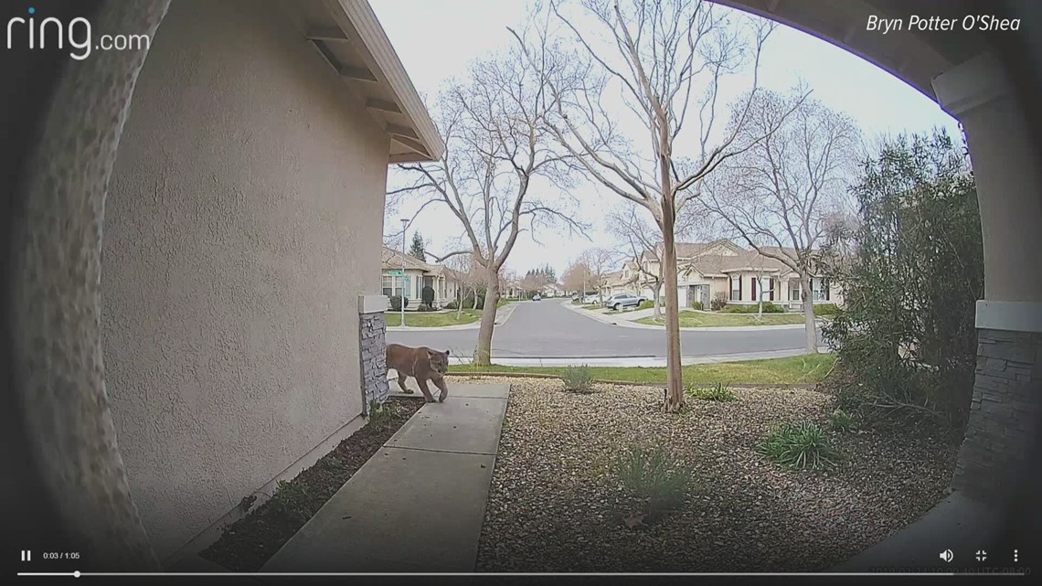 Ring camera captures mountain lion in Natomas neighborhood 