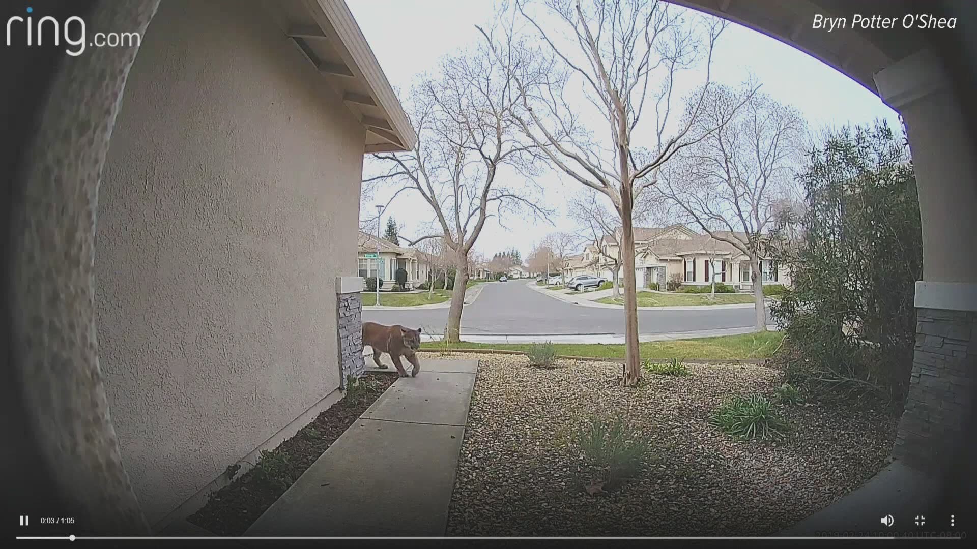 Sacramento police and officers with the Department of Fish and Wildlife were called to a Natomas neighborhood Sunday after a mountain lion was spotted on a Ring camera. Officers and Animal Control have the animal contained to a yard in the neighborhood, police said, and caution tape is up to keep people out of the area between Merrivale Way and Bessemer Court.