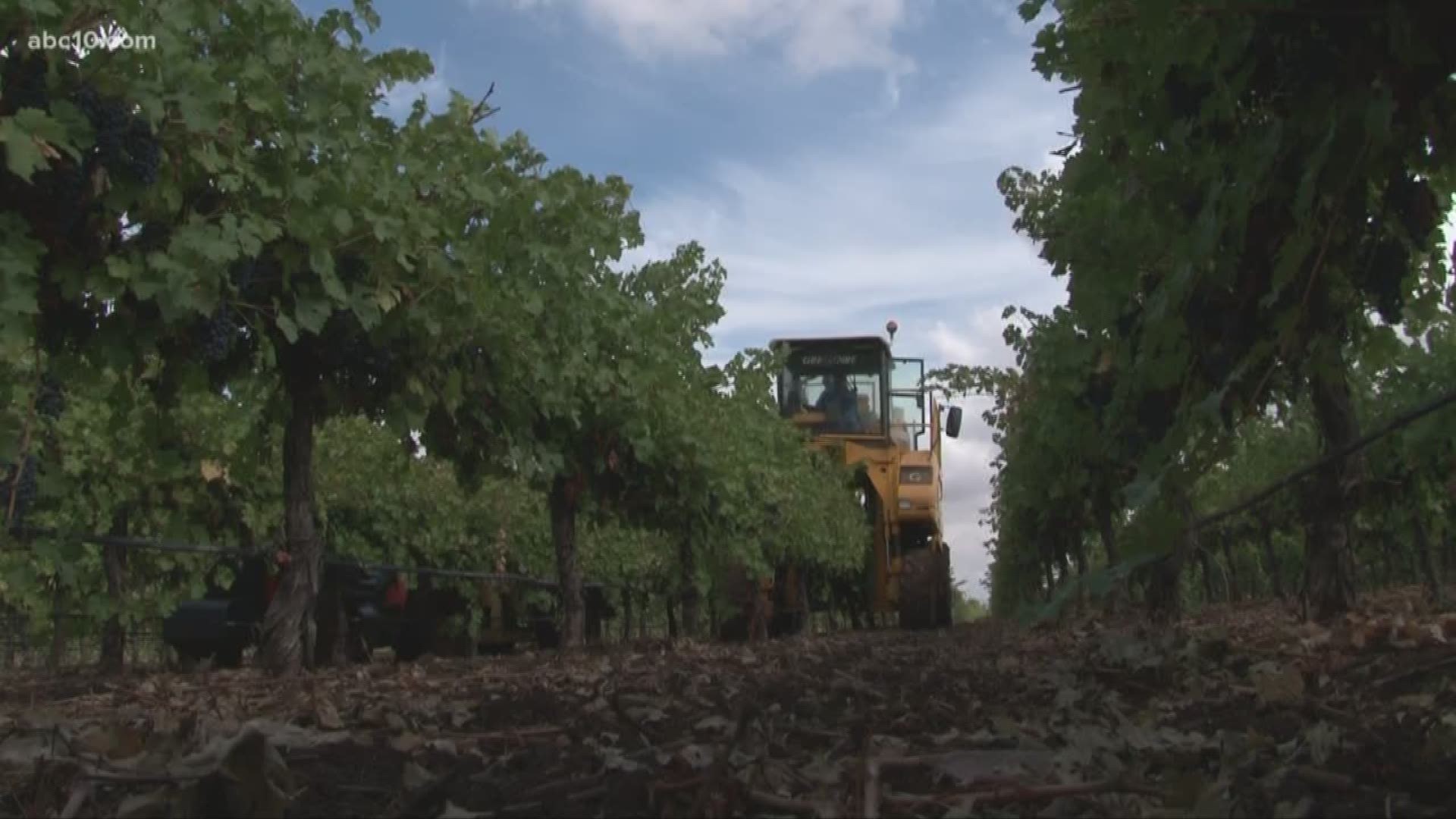 The early October rain is not good for grape growers, who are right in the middle of harvest season.