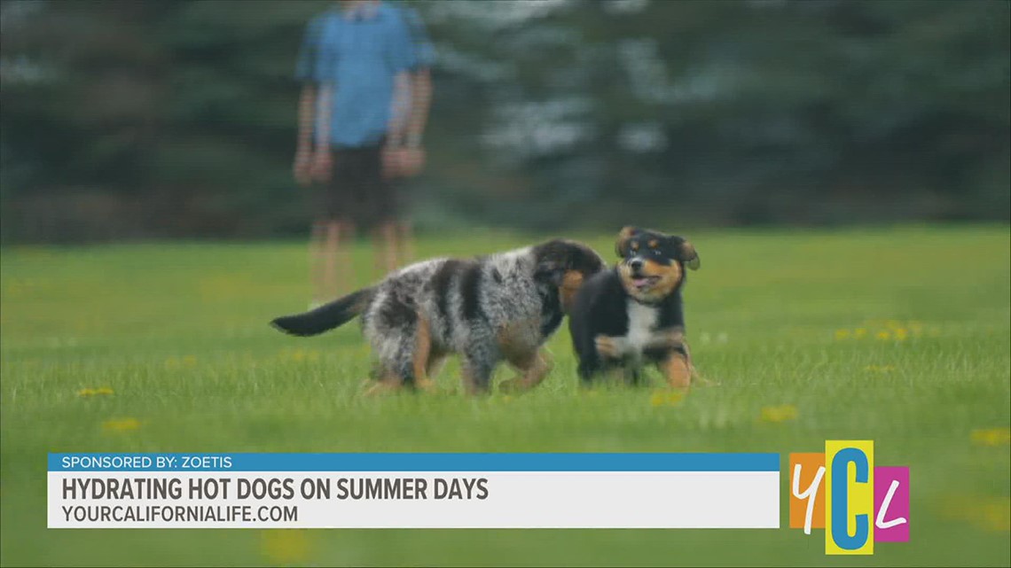 Help your Pet Beat the Dog Days of Summer