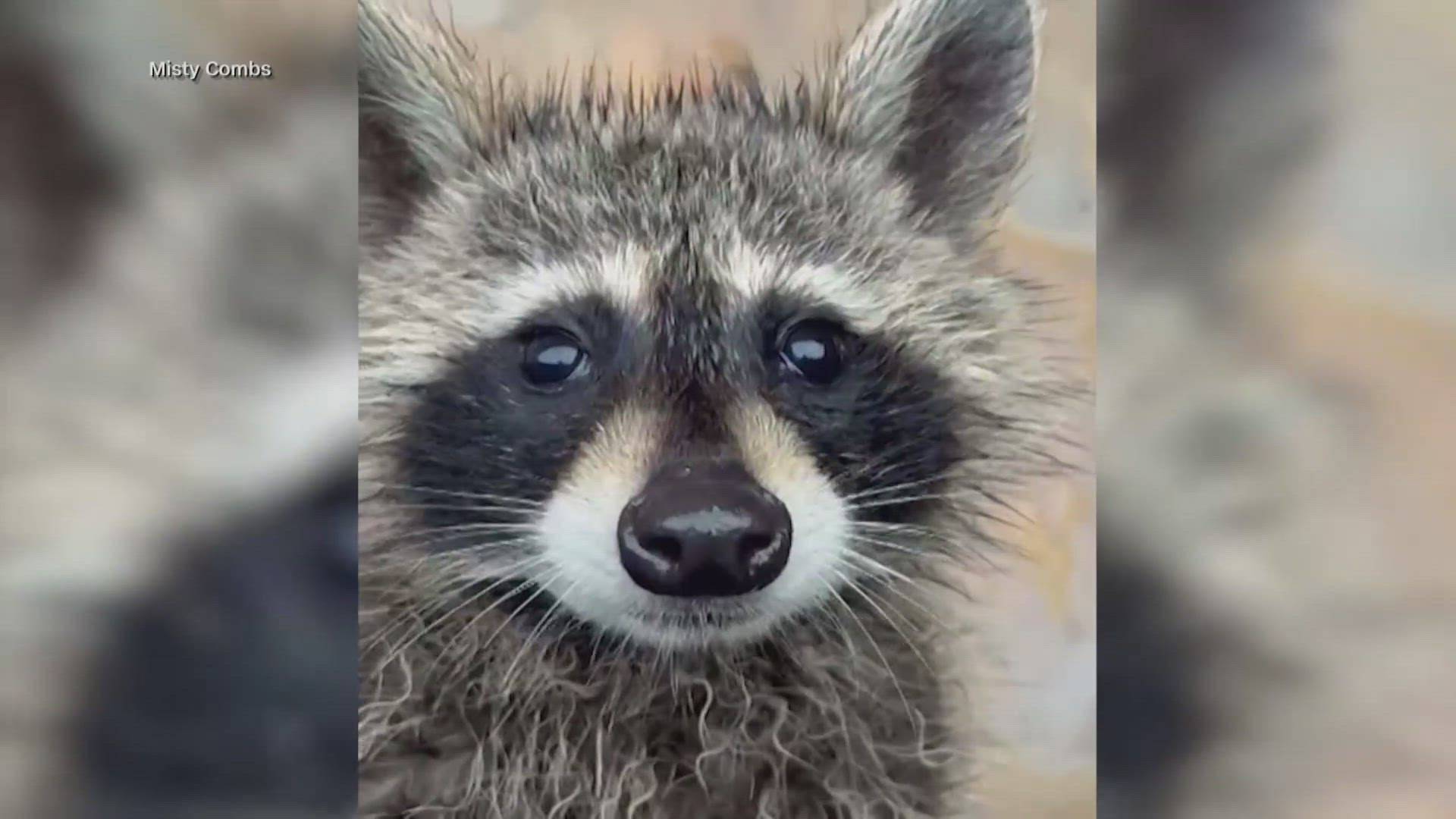 Raccoon CPR rescue: Kentucky nurse revives animal after fermented ...