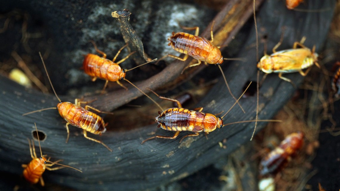 Turkestan cockroach adding to increased number of roaches in CA