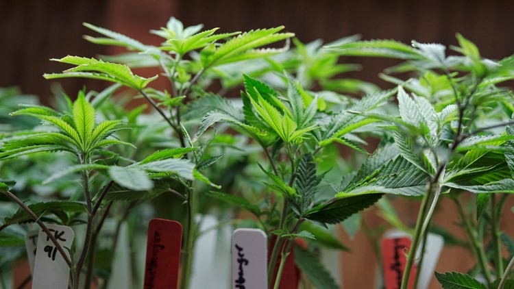 34++ Cannabis cultivation jobs los angeles info