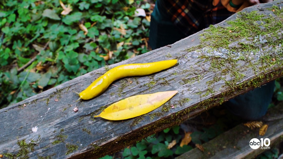 It s slime time Hunting banana slugs in Santa Cruz Bartell s