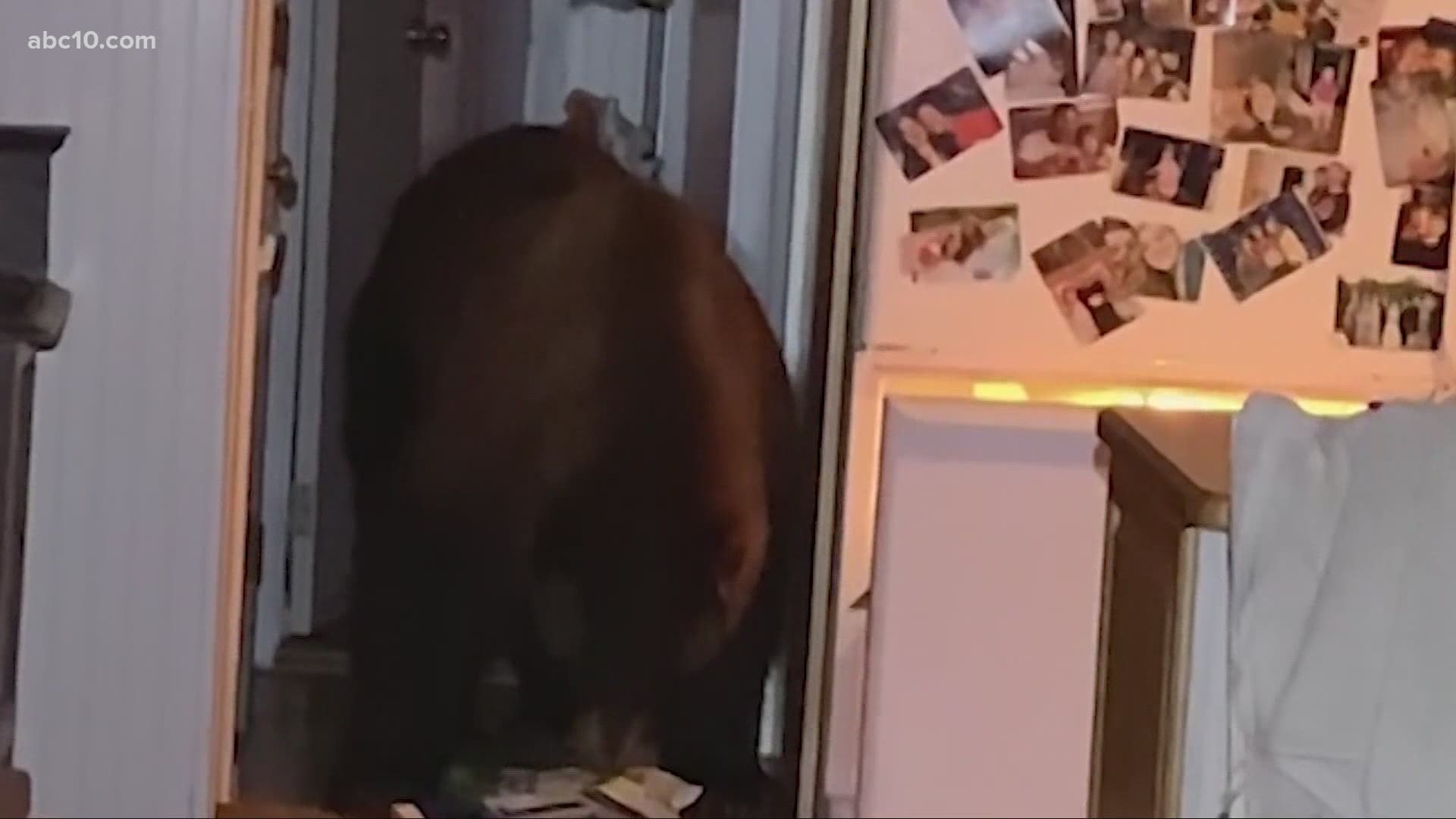 A Nevada City couple was shocked to find a hungry bear going through their kitchen early Monday morning.