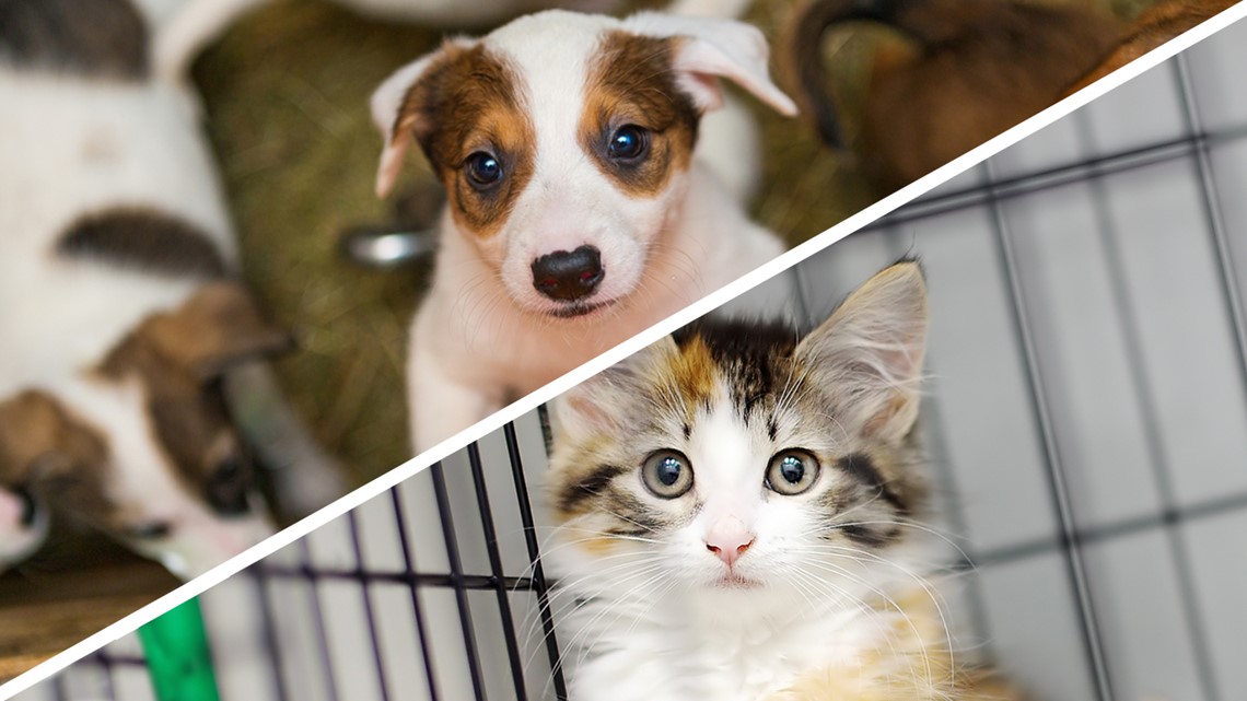 Front Street Animal Shelter Waiving Pet Adoption Fees To Fight ...