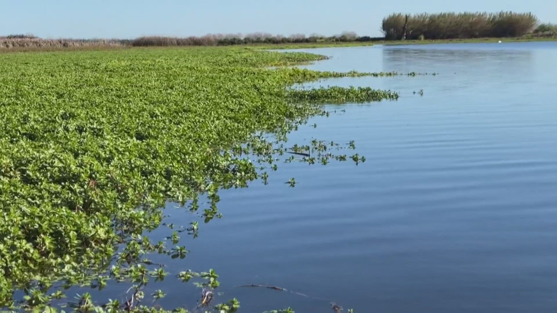 Crews treat invasive aquatic plants in the Sacramento-San Joaquin Delta