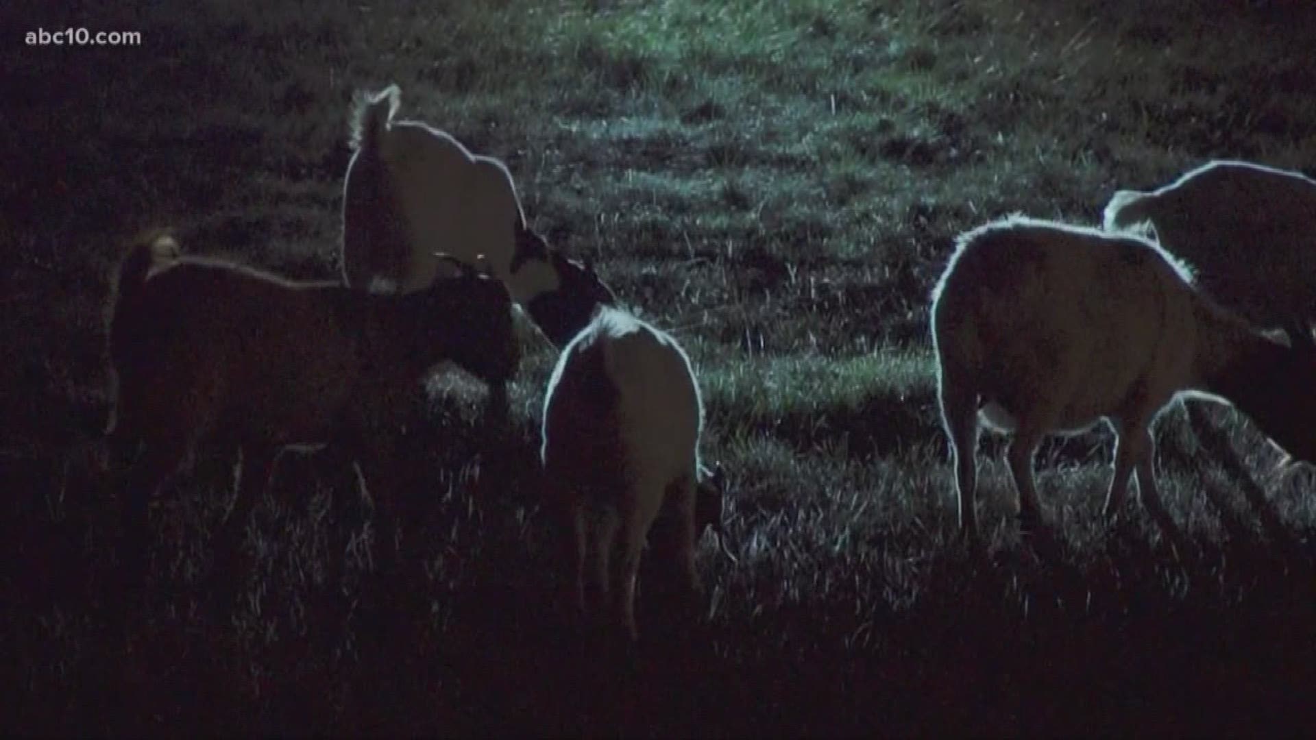 Highway 65 near Lincoln was briefly shut down, Tuesday night, after dozens of goats wandered onto the roadway. Sadly, authorities say five of the goats were struck by cars and killed before officers arrived on the scene.
