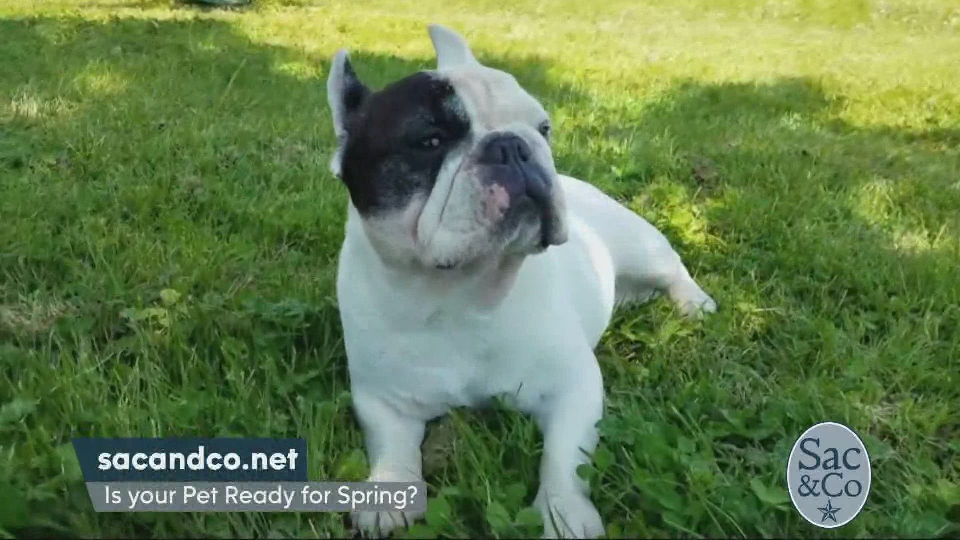 The internet’s most famous French Bulldog is using his celebrity status to help his four-legged friends and their owners avoid a dangerous and contagious illness – the dog flu!