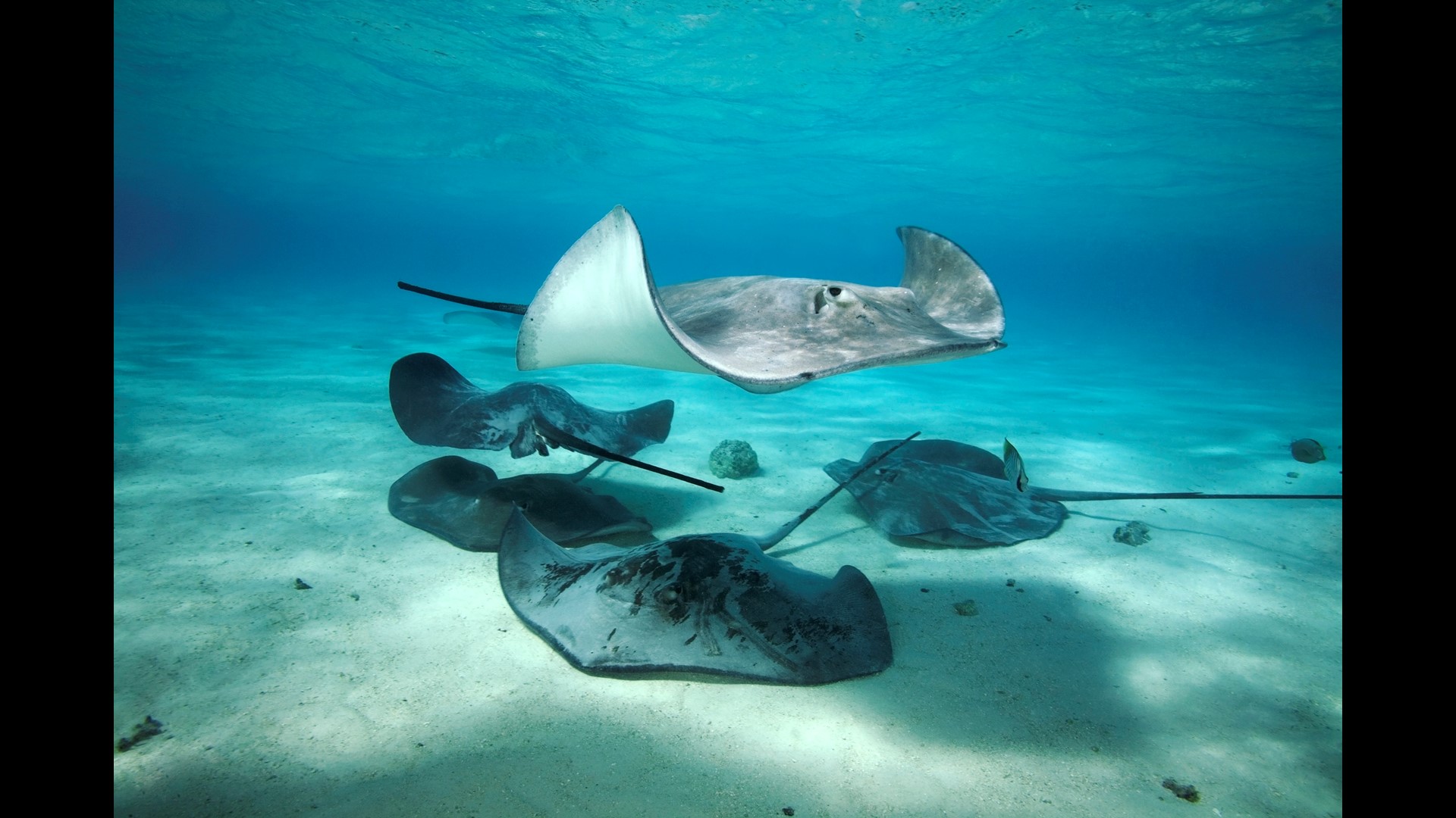 Folsom Palladio to get an aquarium