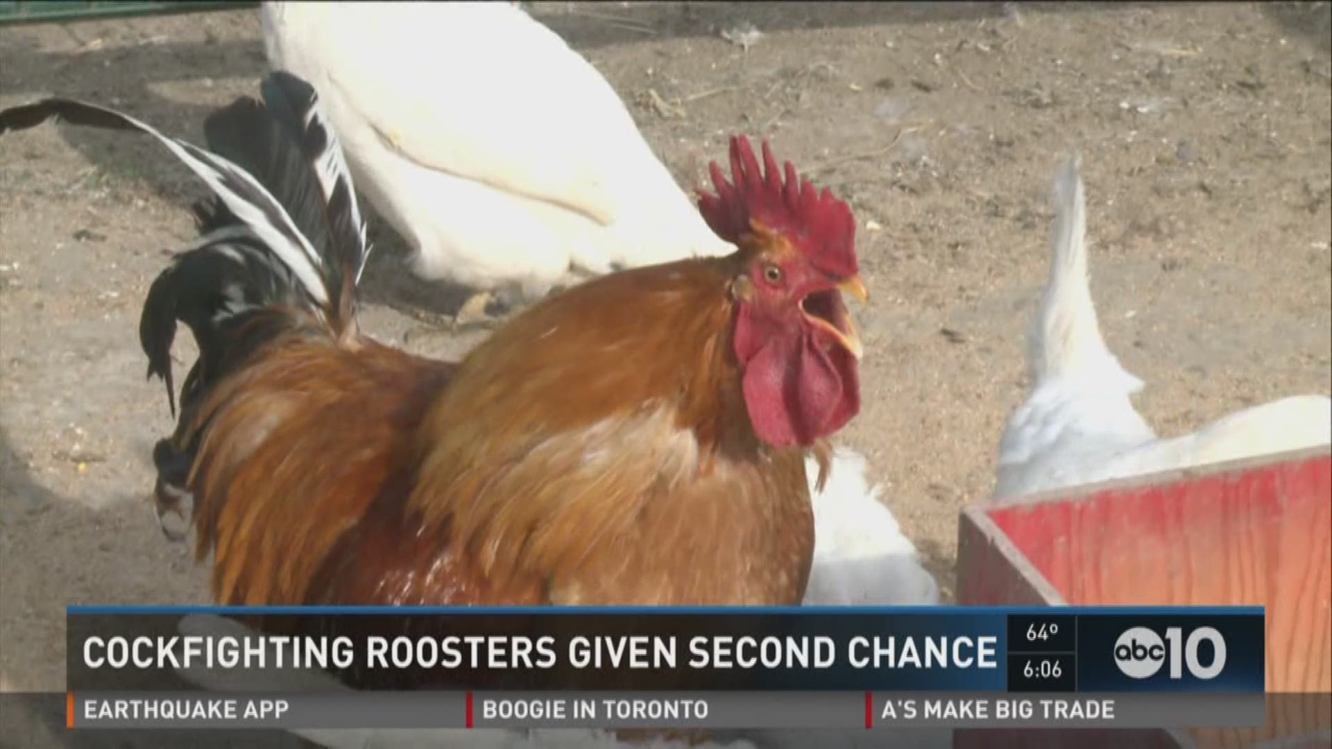 Five roosters rescued and given a second chance after being rescued from a cockfighting operation.